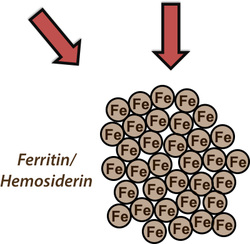 ferritin/hemosiderin