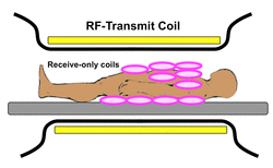 MRI transmit and receive RF coils