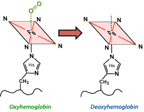 oxy and deoxy hemoglobin